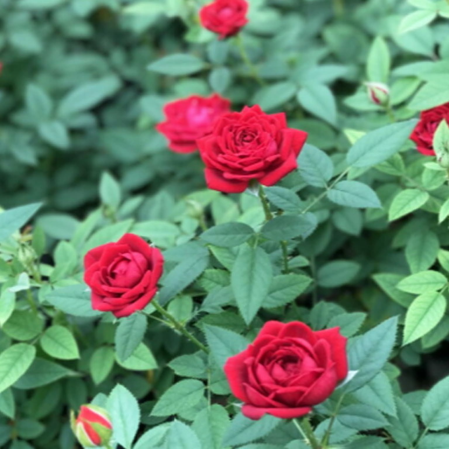 造花・アートフラワー