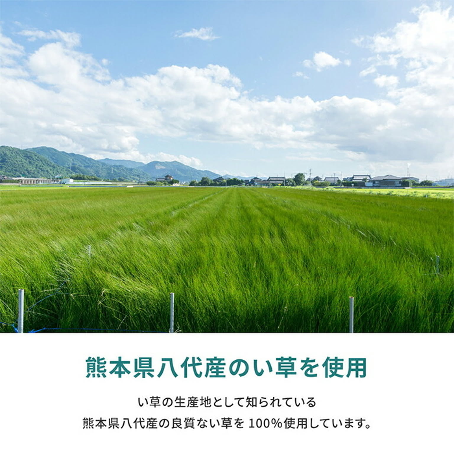 ござ・い草ラグ