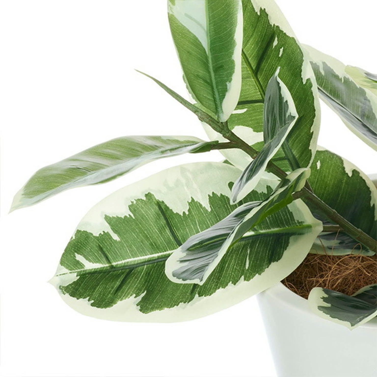 フェイクグリーン