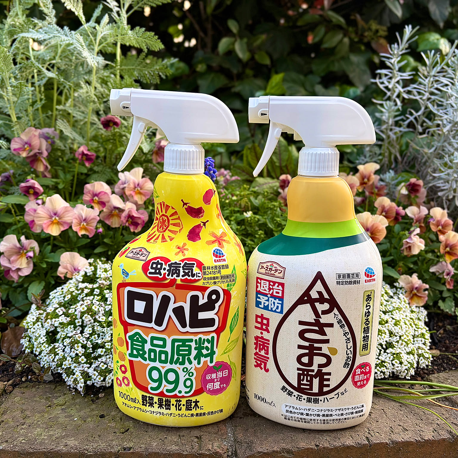 オステオスペルマム,スイートアリッサム,ガーデニング,ビオラ,庭の花,パンジー,花のある暮らし,暮らしを楽しむ,季節を楽しむ,緑のある暮らし,害虫対策,アースガーデン,ロハピ,やさお酢,新生活応援ガイド2026,庭のある暮らし,心地よい暮らし meruの部屋