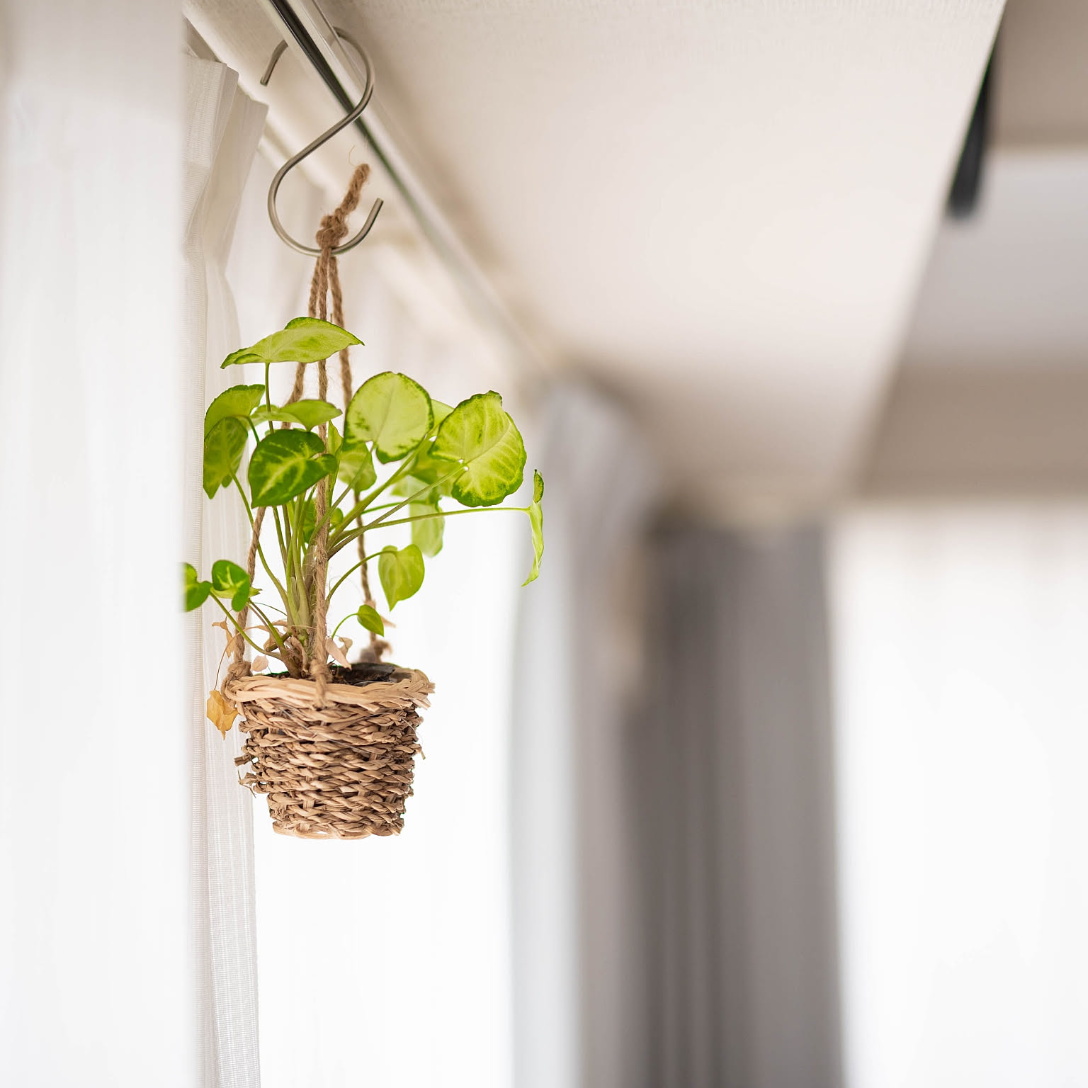 インテリアになる観葉植物94選 大型から小型まで Roomclip Mag 暮らしとインテリアのwebマガジン インテリアになる観葉植物94選 大型から小型まで Roomclip Mag 暮らしとインテリアのwebマガジン