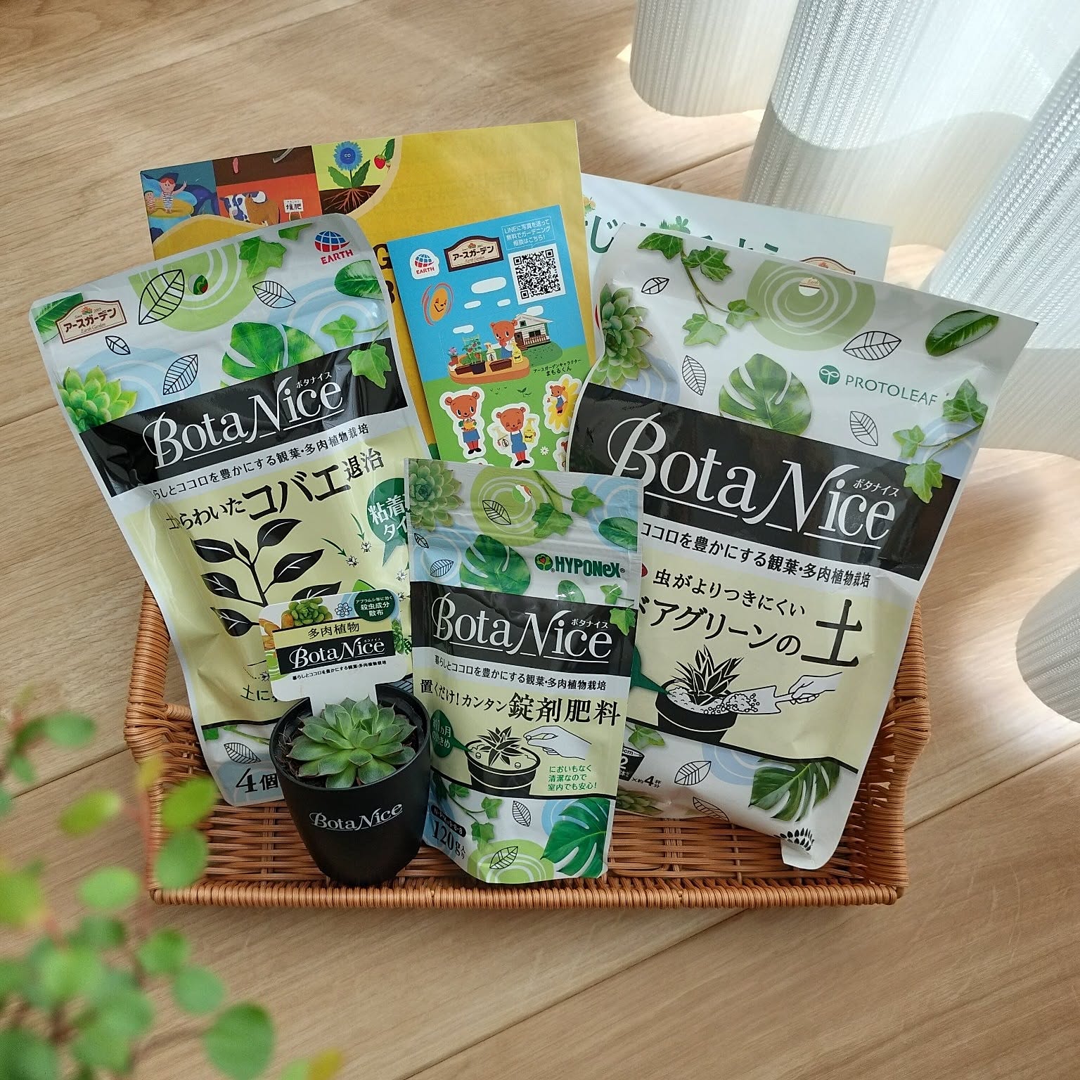 My Desk,観葉植物,多肉植物,植物のある暮らし,虫対策,観葉植物のある暮らし,BotaNice,おうち時間を楽しむ,こどもと暮らす。,BotaNiceモニター,ヤマトヒメ pecoの部屋