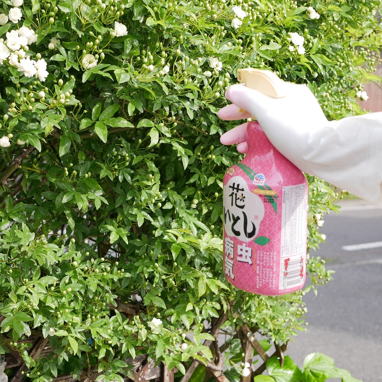 On Walls,ガーデニング,花のある暮らし,害虫対策,アースガーデン,花いとし,暮らしのハンドブック2024,NO GREEN NO LIFE,コメントスルーで大丈夫です♡,訪問やコメントが行き届かずごめんなさい,庭のある暮らし,モニター当選ありがとうございます,香りに癒される♡,モッコウバラ白 moku2の部屋