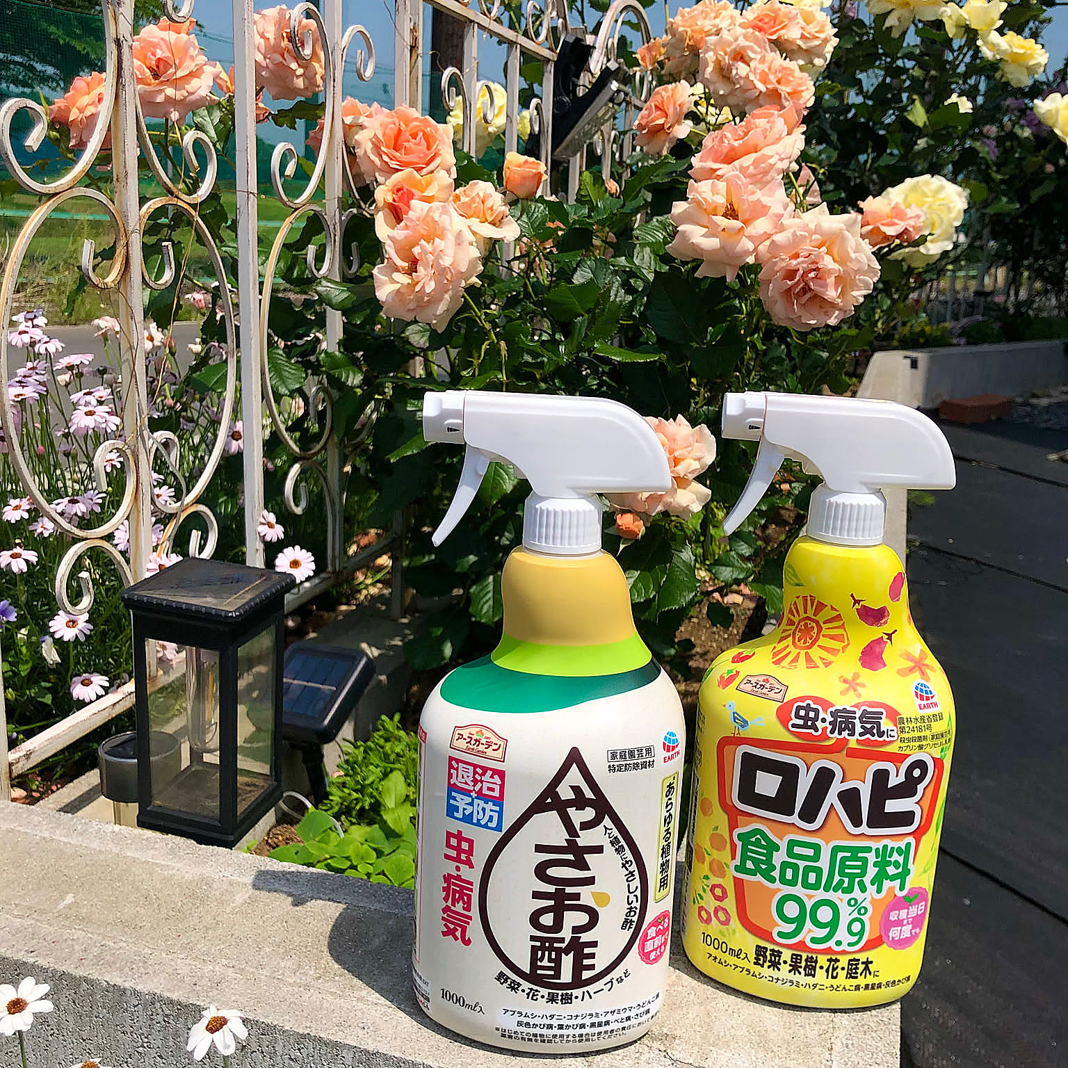 Entrance,バラ,薔薇,花壇,花のある暮らし,戸建て,エリナ,大型犬と暮らす,ガーデニング,フレグラントアプリコット,片流れ屋根のお家,ビオラ,ローダンセマム,ガーデニングが好き,朝活,ガーデニング,害虫対策,アースガーデン tomoの部屋