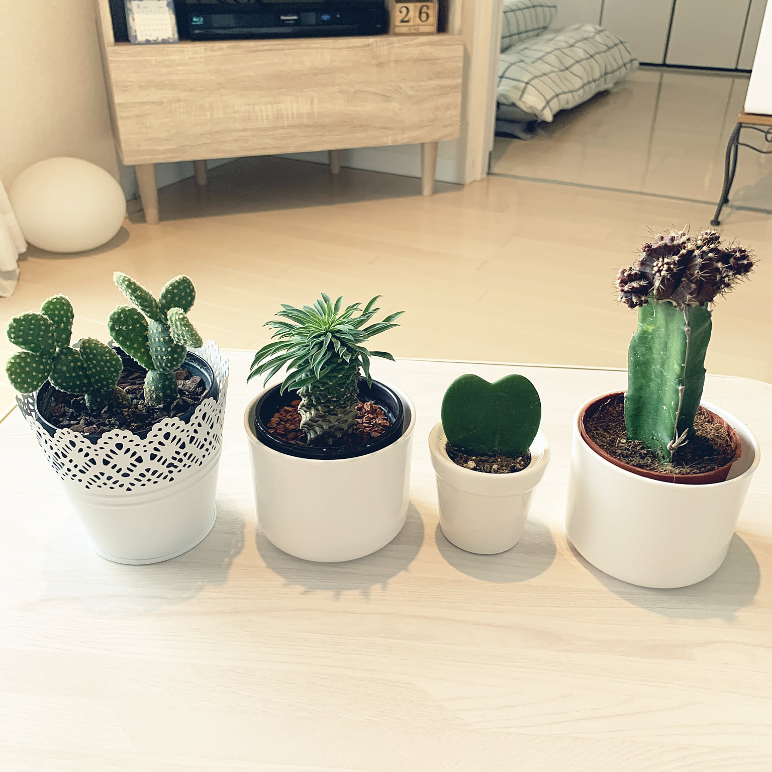 3つのパターンで愛着がわく サボテンの楽しみ方アイデア Roomclip Mag 暮らしとインテリアのwebマガジン