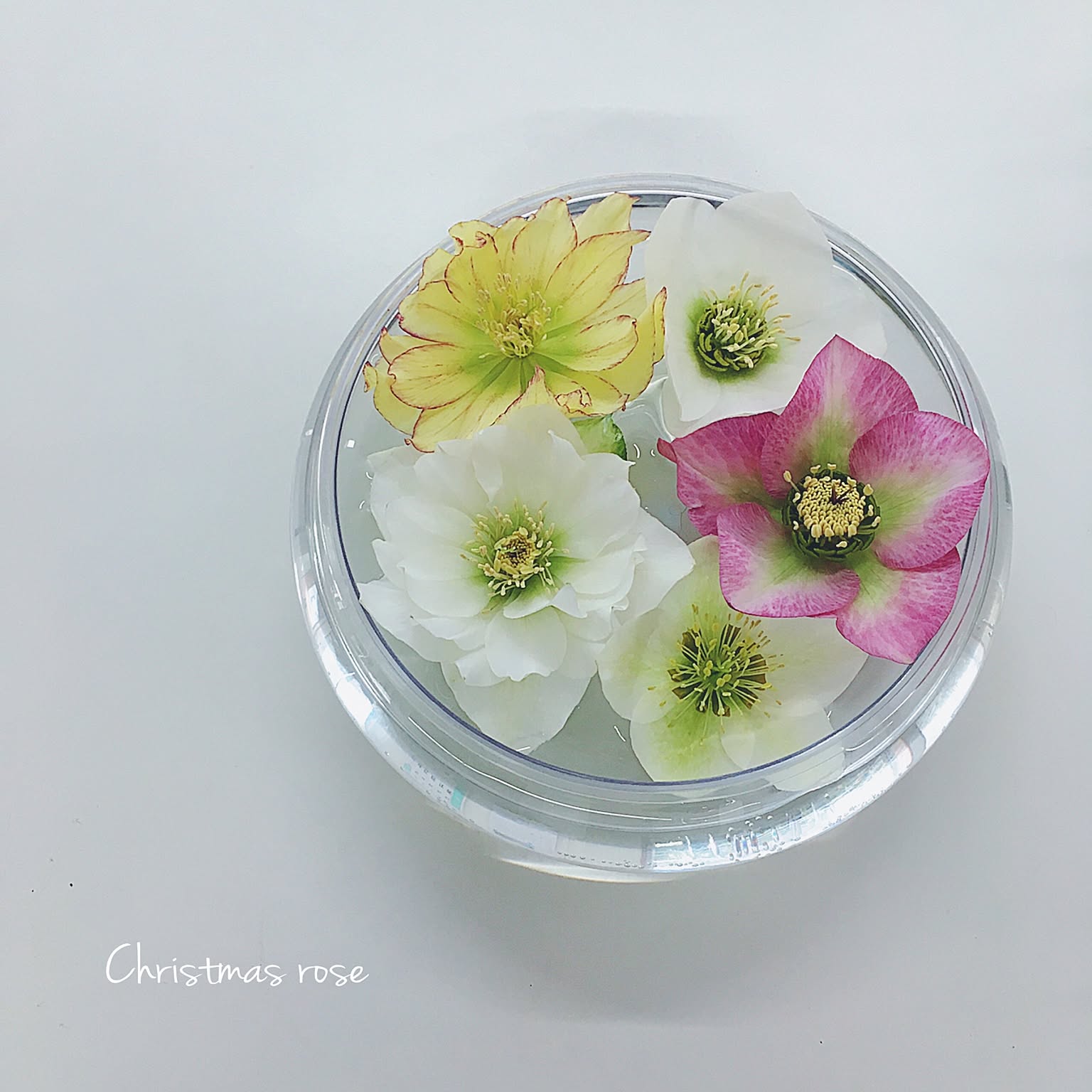 お部屋に温もりと彩りを 冬のインテリアに飾りたい切り花や枝物 Roomclip Mag 暮らしとインテリアのwebマガジン