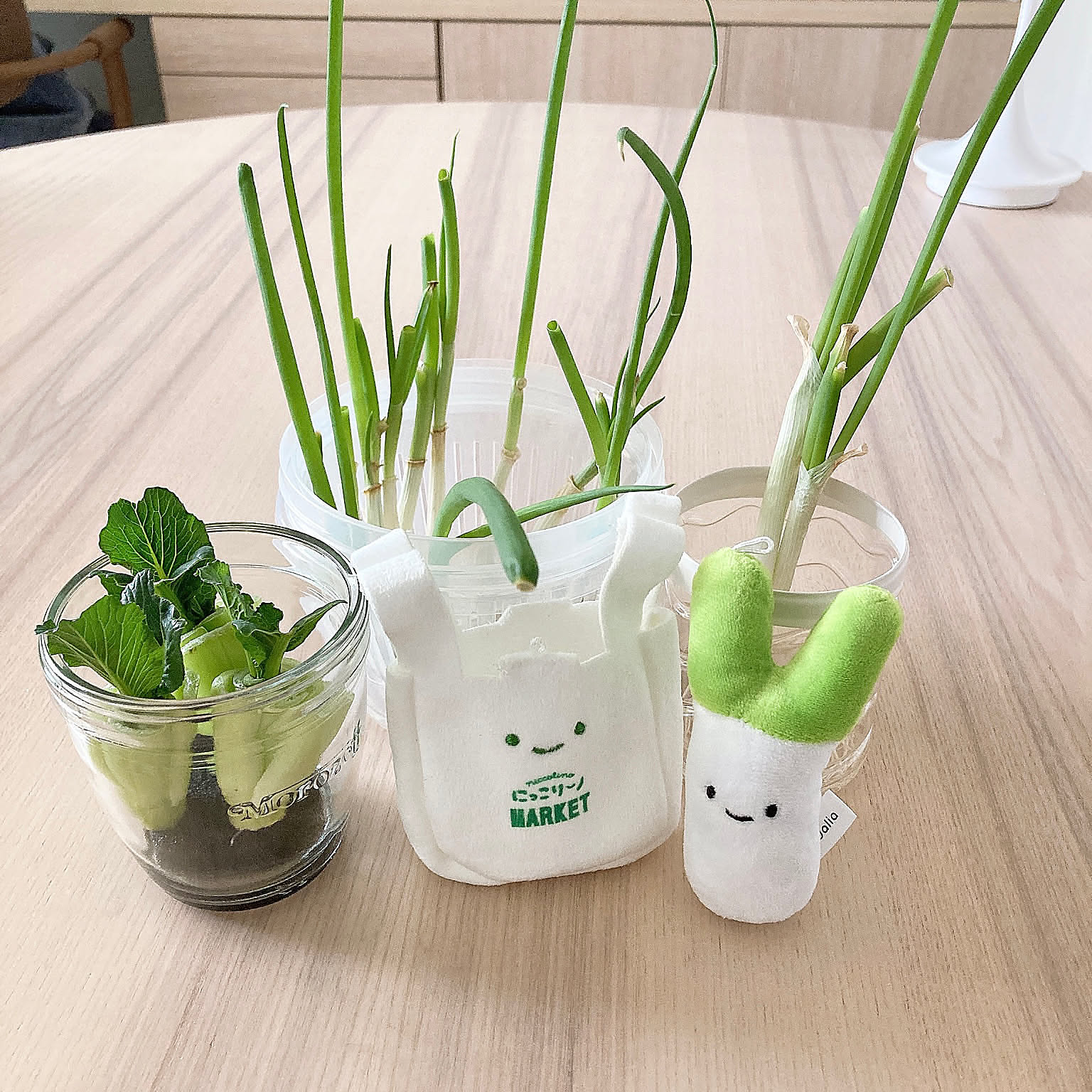 お部屋に癒やしと彩りを♪楽しさいっぱい水耕栽培のある暮らし