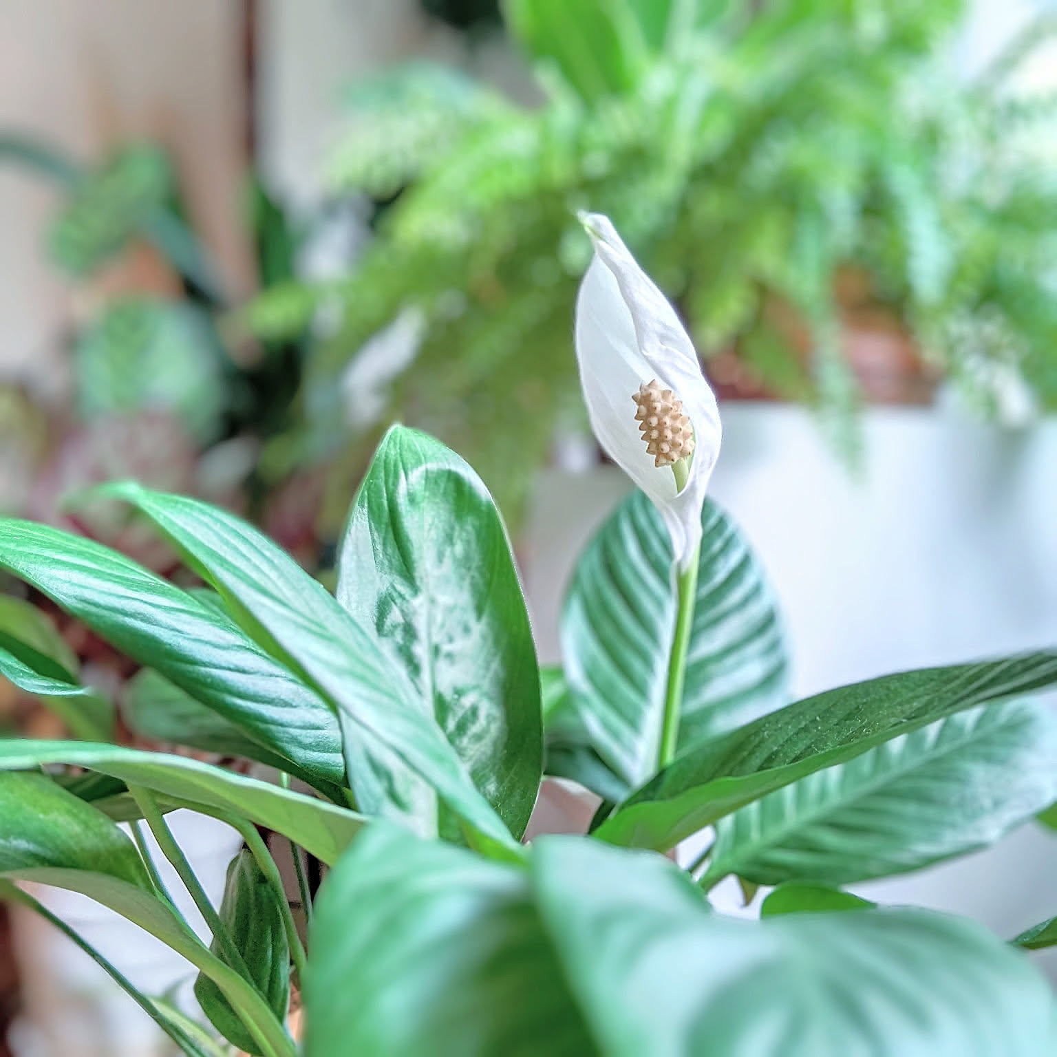 園芸屋さん顔負けの品ぞろえ！種類豊富なダイソーの「観葉植物」