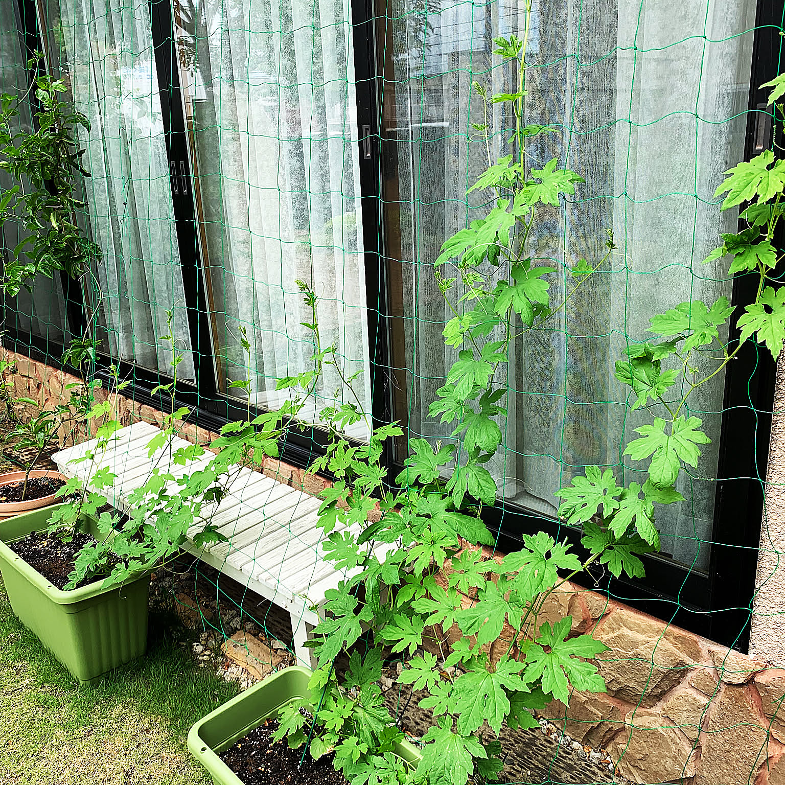 育つ姿もごちそう！夏のベランダ菜園で楽しむ暮らし