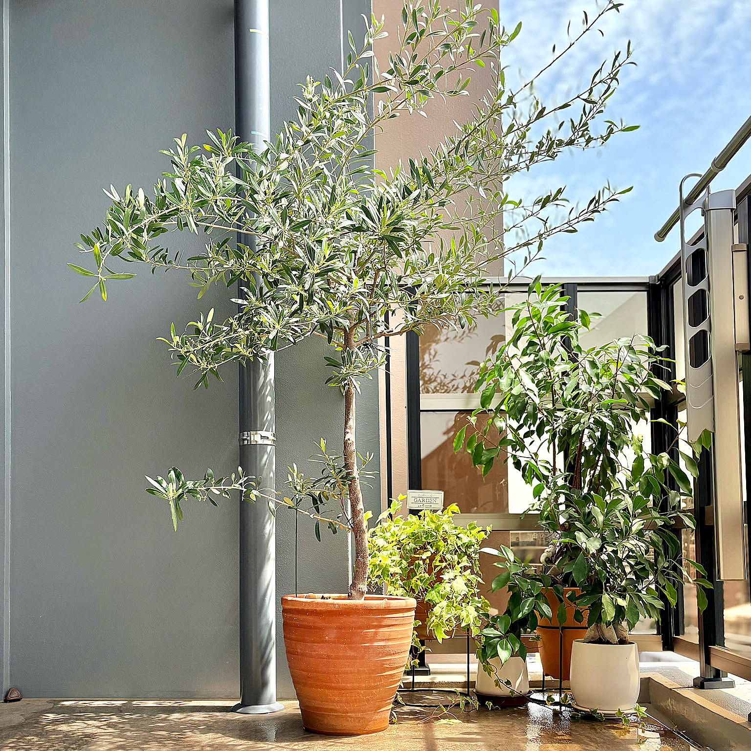 【今週の〇〇】テーマは「植物のある暮らし」！最新の投稿写真をピックアップ