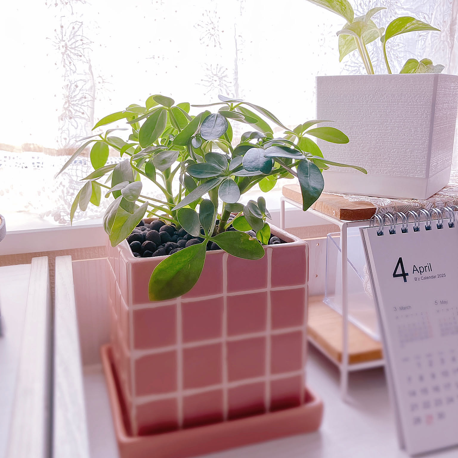 【みんなが選んだ！】グリーンのある暮らしを楽しみたい方へ♪Standard Productsの植物まわりのアイテム5選