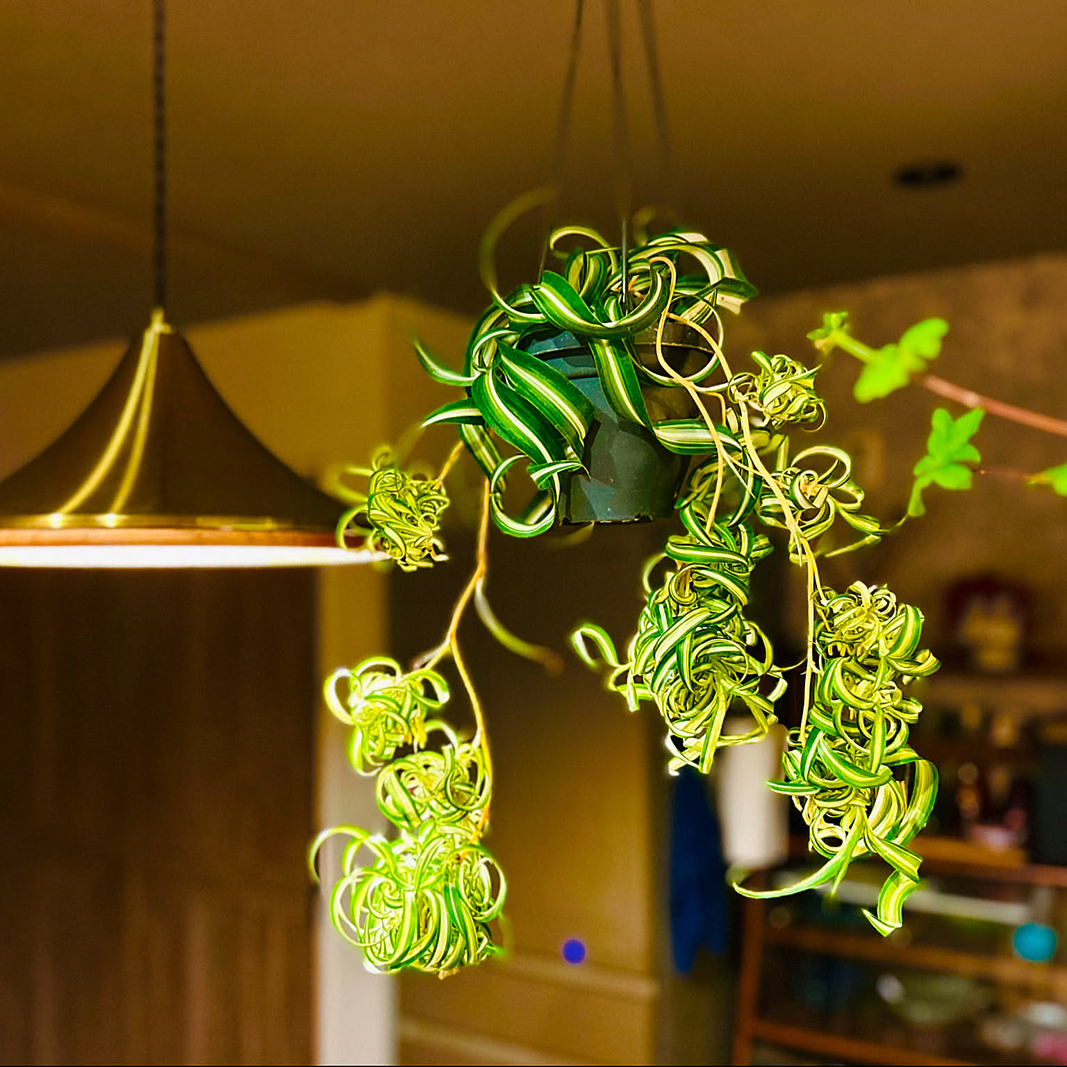 お部屋にグリーンを取り入れたい！インテリアにおすすめの観葉植物10選