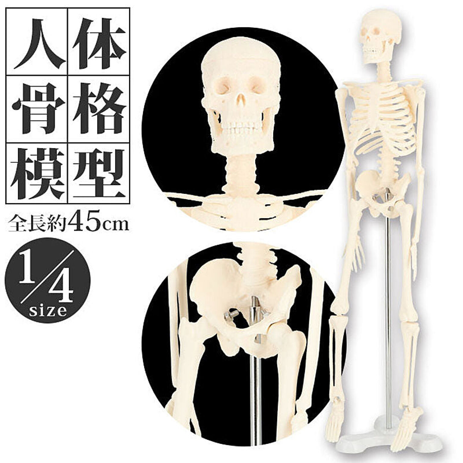 人体模型 人体骨格模型 骨格標本 模型