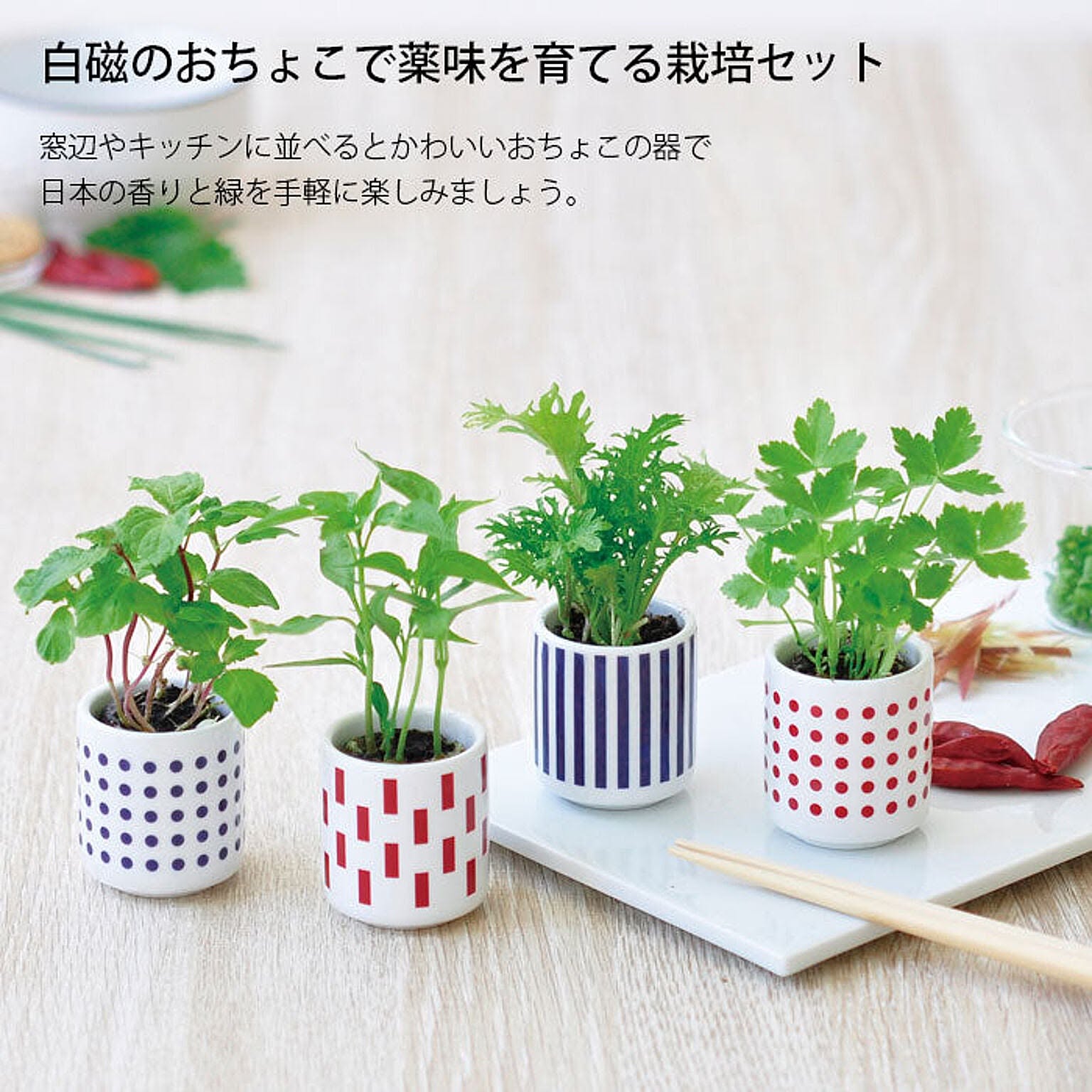 ヒメイワダレソウ 白色 140鉢 7.5cmポット