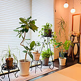 【RoomClipが選んだ厳選3選】「観葉植物のある暮らし」がテーマの素敵な投稿実例