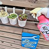 お花や観葉植物のある暮らしを快適に♪初心者にもおすすめなお手入れ方法