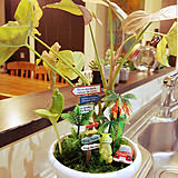 「箱庭感覚で置くだけ!植木鉢をかわいく変える簡単メソッド」 by Rujuさん