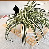 「土を置きたくない場所にぴったりな、フェイク鉢植え」 by ochoriさん