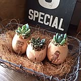 簡単クールなディスプレイ!卵の殻で植物を飾ろう、育てよう♪
