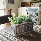 かっこいいガーデンが手軽に作れる♪セリアのセメント鉢