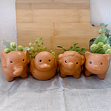 プチプラでコスパ抜群なのがうれしい♡100均のガーデニング用品集めました