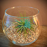 取り入れるだけでセンスアップ！無印良品のインテリアグリーンと関連グッズをご紹介