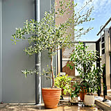 【今週の〇〇】テーマは「植物のある暮らし」！最新の投稿写真をピックアップ