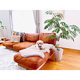 愛犬と楽しむインテリア♡わんこと暮らす家づくりのアイデア