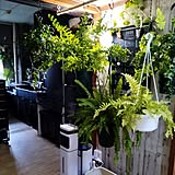 【今週の〇〇】テーマは「植物のある暮らし」！最新の投稿写真をピックアップ