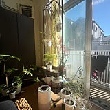 【今週の〇〇】テーマは「植物のある暮らし」！最新の投稿写真をピックアップ