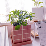 【みんなが選んだ！】グリーンのある暮らしを楽しみたい方へ♪Standard Productsの植物まわりのアイテム5選