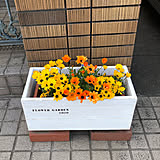 植物をより魅力的に見せる♪屋内&屋外のプランターカバーDIYアイデア