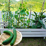 育てる楽しみと食べる楽しみを両方味わえる。家庭菜園の実例6選