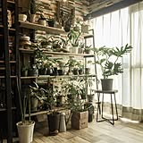 まるでボタニカルショップ!kazooさんのIKEA棚で作るグリーン置き場