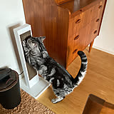 【みんなが選んだ!】機能性もインテリア性もバツグン♪「towerのペットアイテム」4選