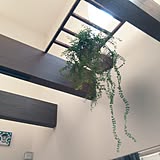 ダイソーのフェイクグリーンで小慣れ感を演出