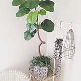 部屋にあるだけでオシャレ度UP♪大人気のウンベラータを飾ってみよう!