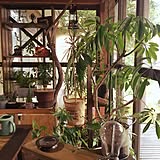 植物が主役！？植物とともに暮らしているお部屋