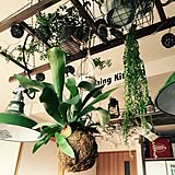 時には見上げて☆天井周りを彩るアイテムでほっと一息