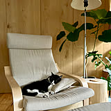 猫との幸せな暮し♪みんなの癒しの時間と、睡眠事情