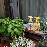 お花や野菜を健やかに育てたい♪植物を虫と病気から守る2つの“やさしい”アイテムとは？