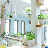 家事の合間の癒しポイント☆キッチンに植物を取り入れてみませんか?