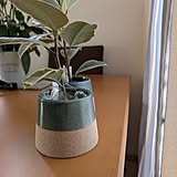 【みんなが選んだ！】置くだけでグリーンが映える！Standard Productsの植木鉢4選
