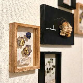 アンティークな空間にぴったり。標本を飾っているお部屋