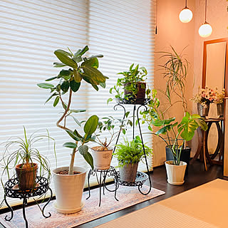 【RoomClipが選んだ厳選3選】「観葉植物のある暮らし」がテーマの素敵な投稿実例