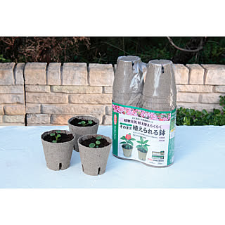 【無料モニター】植物のある暮らしを始めよう♪誰でも手軽に楽しめる「タネまきセット」モニター大募集!