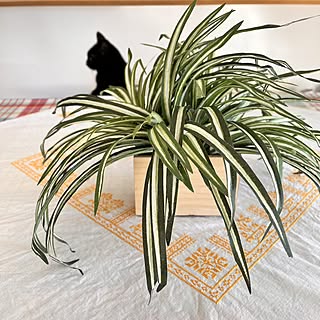 「土を置きたくない場所にぴったりな、フェイク鉢植え」 by ochoriさん