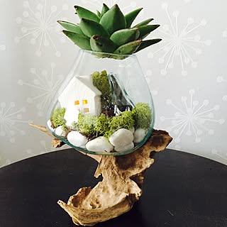 【テラリウムの作り方】苔や多肉植物で小さなお庭を作りませんか?