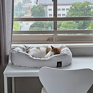 ペットと快適な時間を過ごしたい☆猫と暮らすために必要なもの