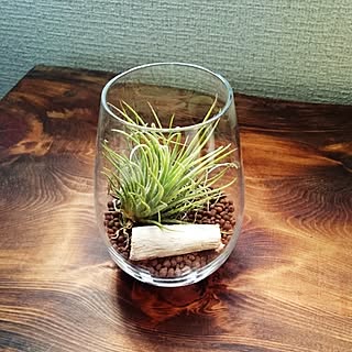エアプランツ(チランジア)でお部屋にグリーンを取り入れよう